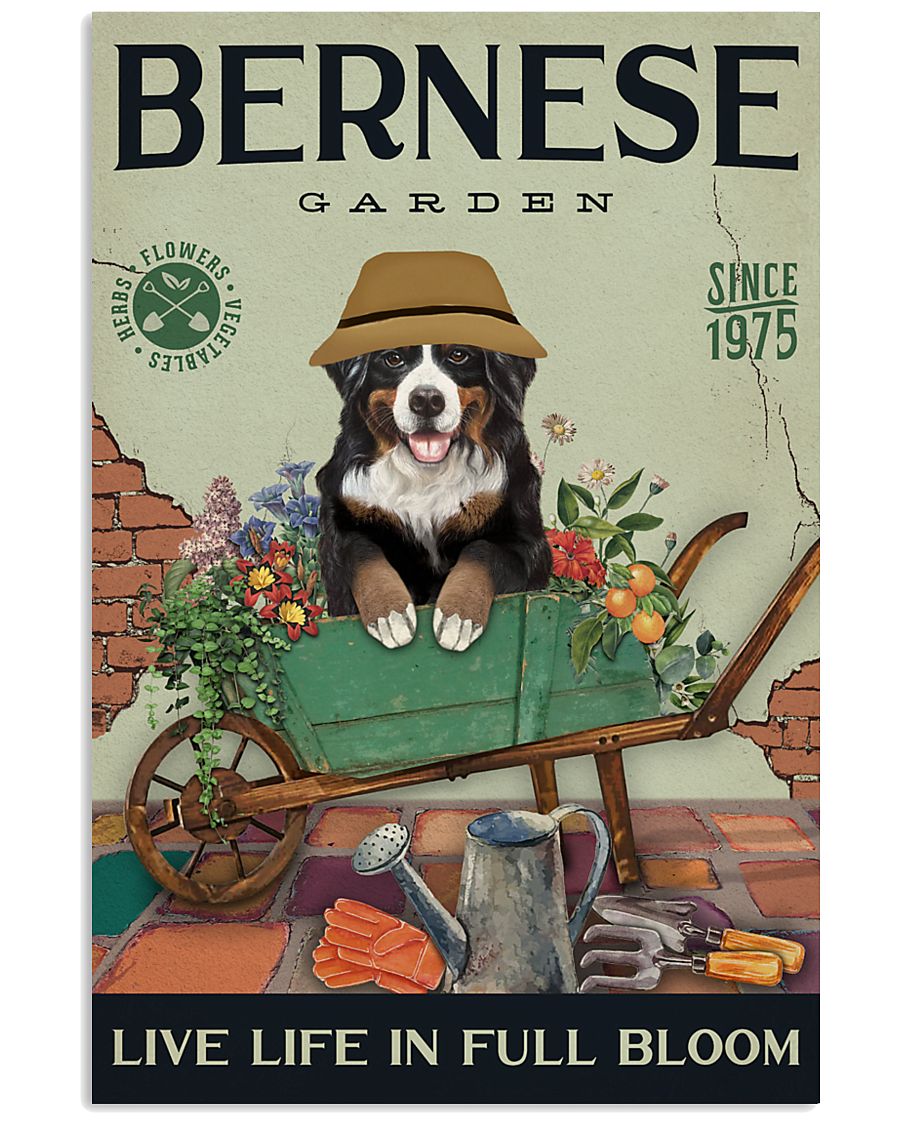 Bernese Mountain Dog Garden 11x17 Poster