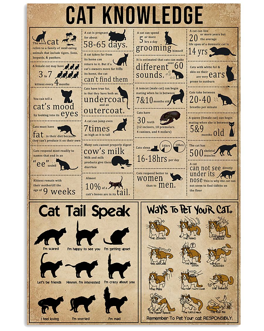Knowledge Cats 11x17 Poster