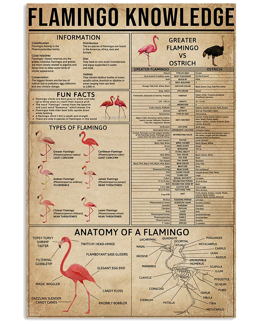 Flamingo Knowledge 16x24 Poster