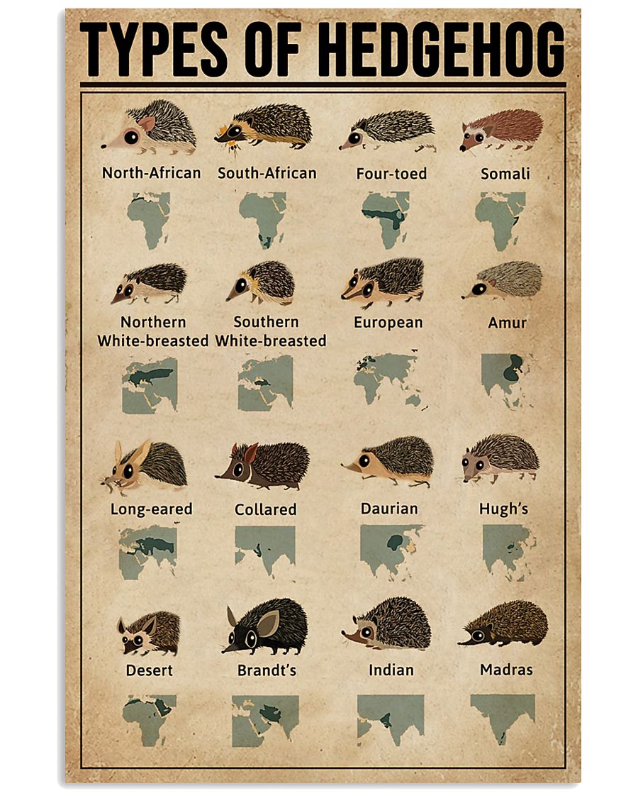 Types Of Hedgehog 11x17 Poster