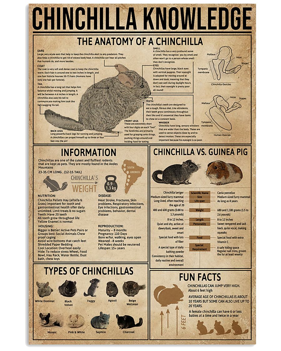 Chinchilla Knowledge 11x17 Poster