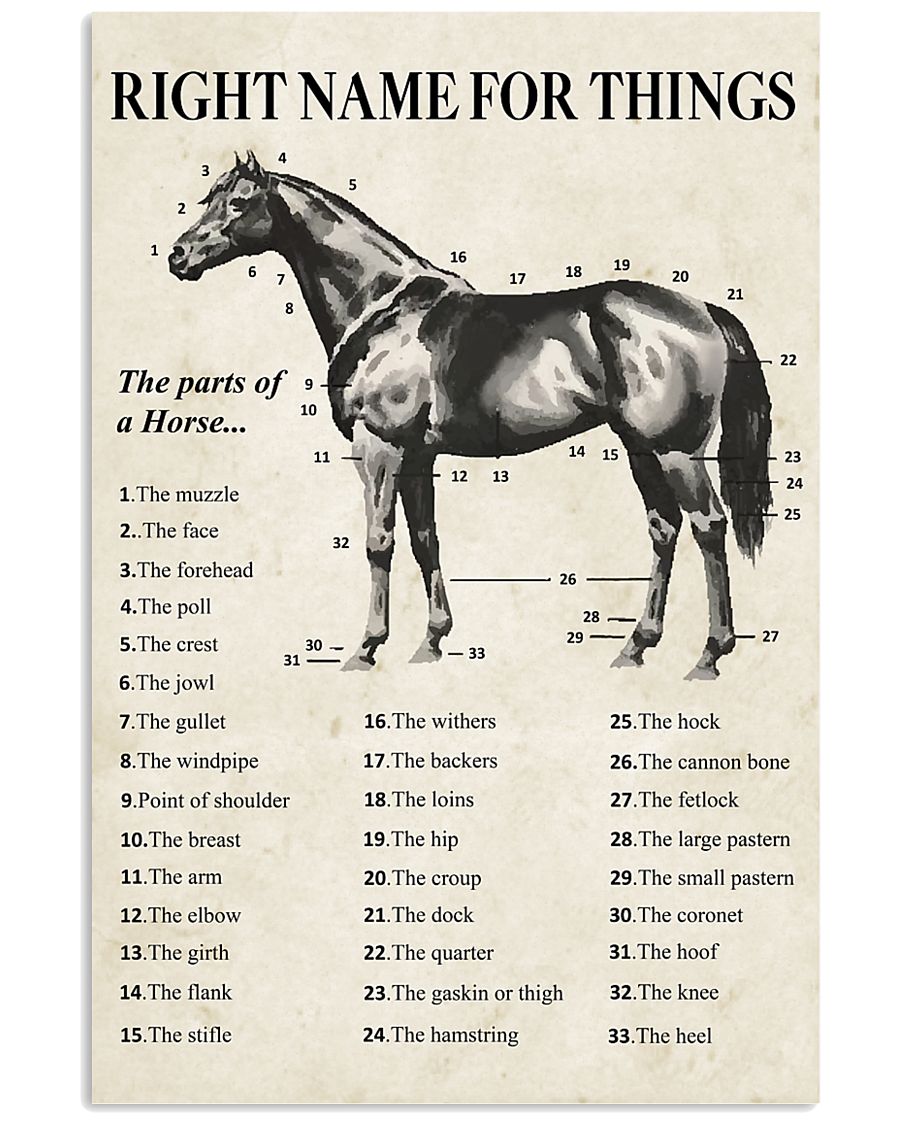 Horse Right Name For Things 16x24 Poster