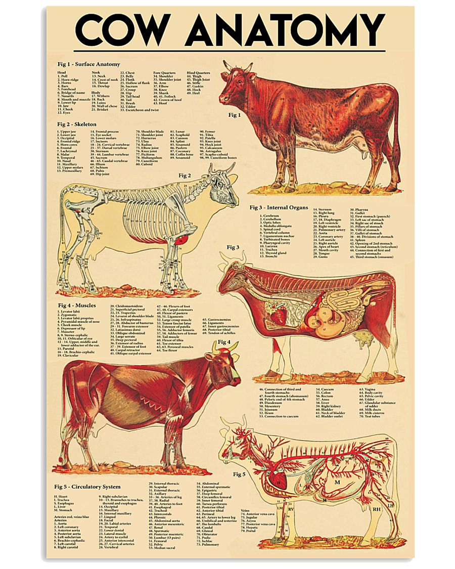 cow anatomy 11x17 Poster