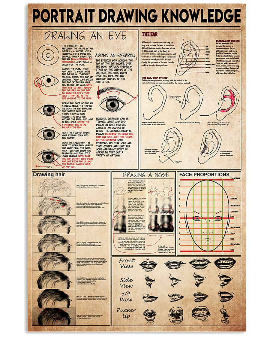 portrait drawing knowledge 11x17 Poster