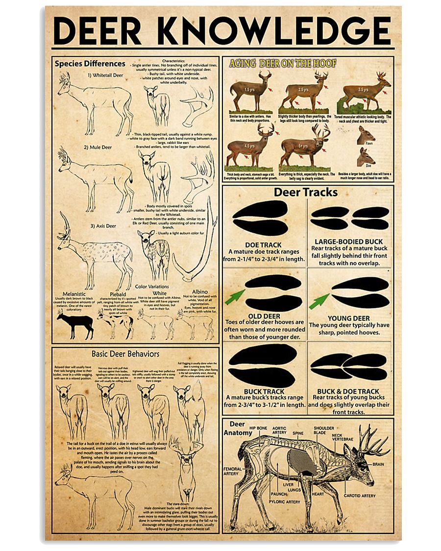 Deer Knowledge 11x17 Poster