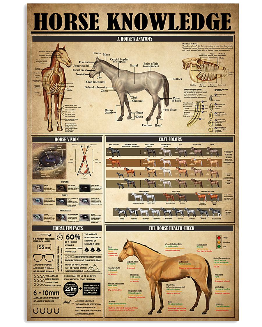 Horse Knowledge 4 24x36 Poster