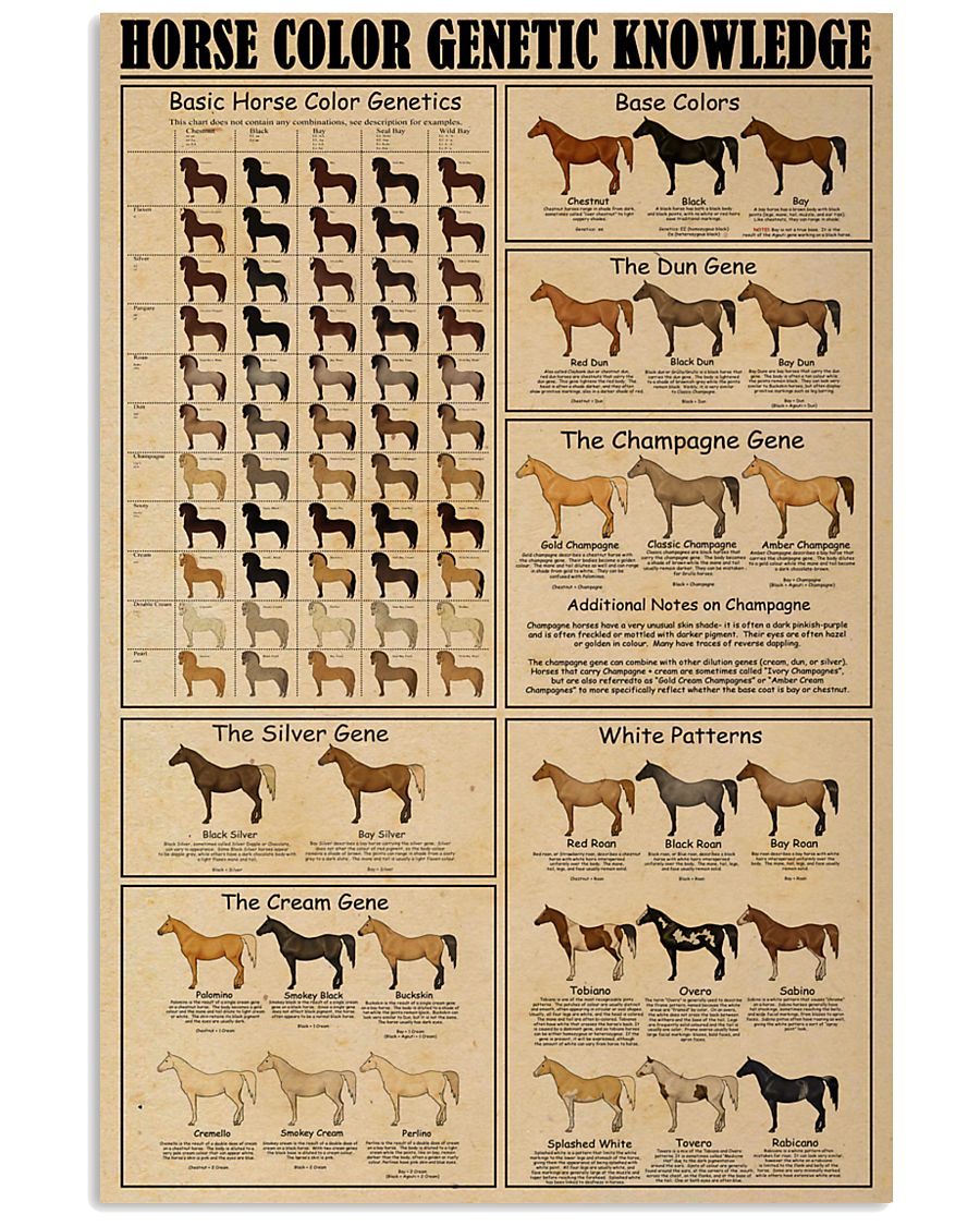 Horse Color Genetic Knowledge 24x36 Poster