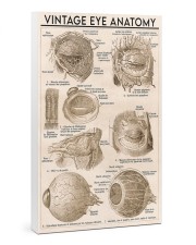 Vintage Eye Anatomy PDN--dqh 24x36 Gallery Wrapped Canvas Prints front