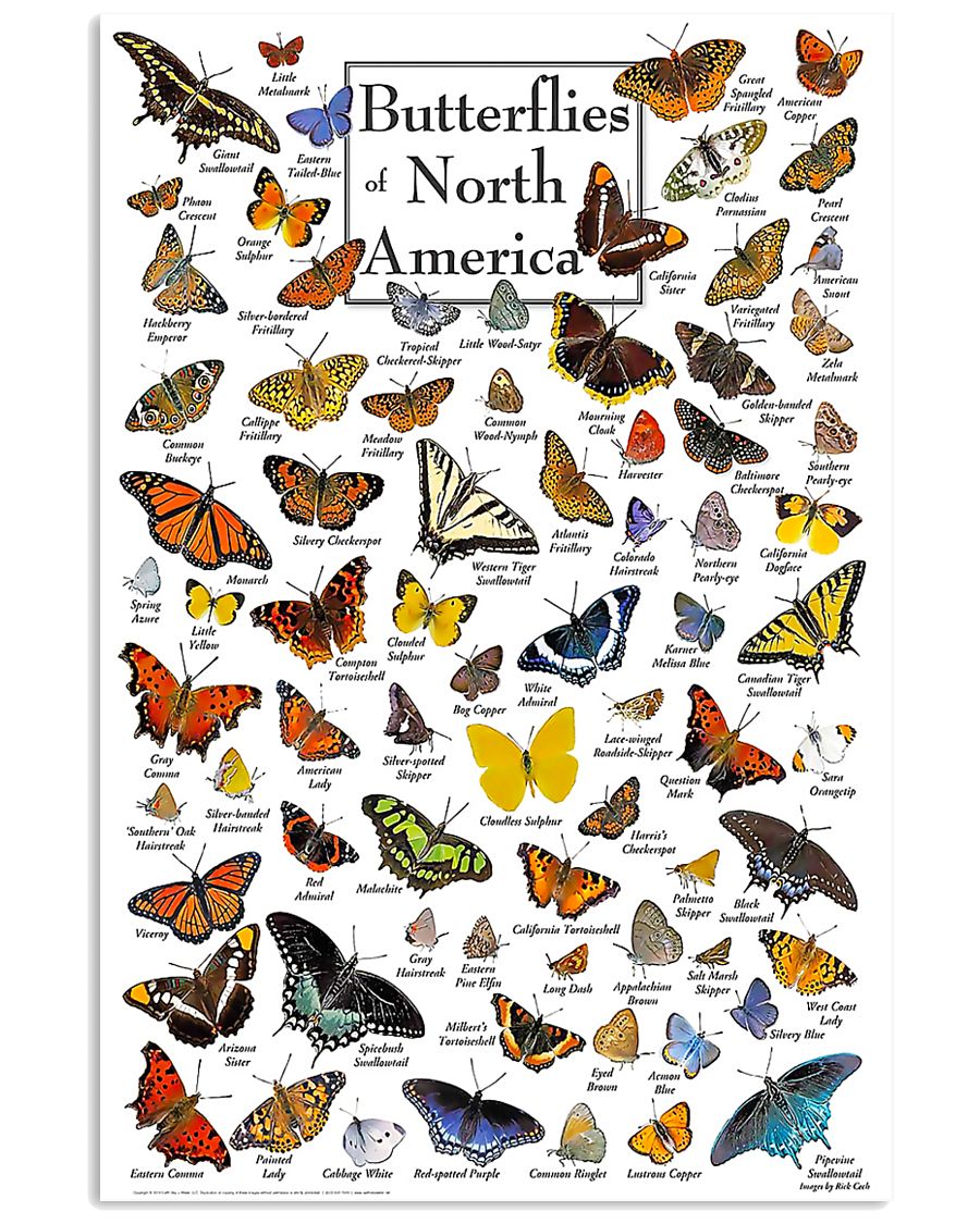 BUTTERFLIES OF NORTH AMERICA 11x17 Poster