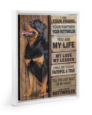 Rottweiler Partner 11x14 White Floating Framed Canvas Prints thumbnail
