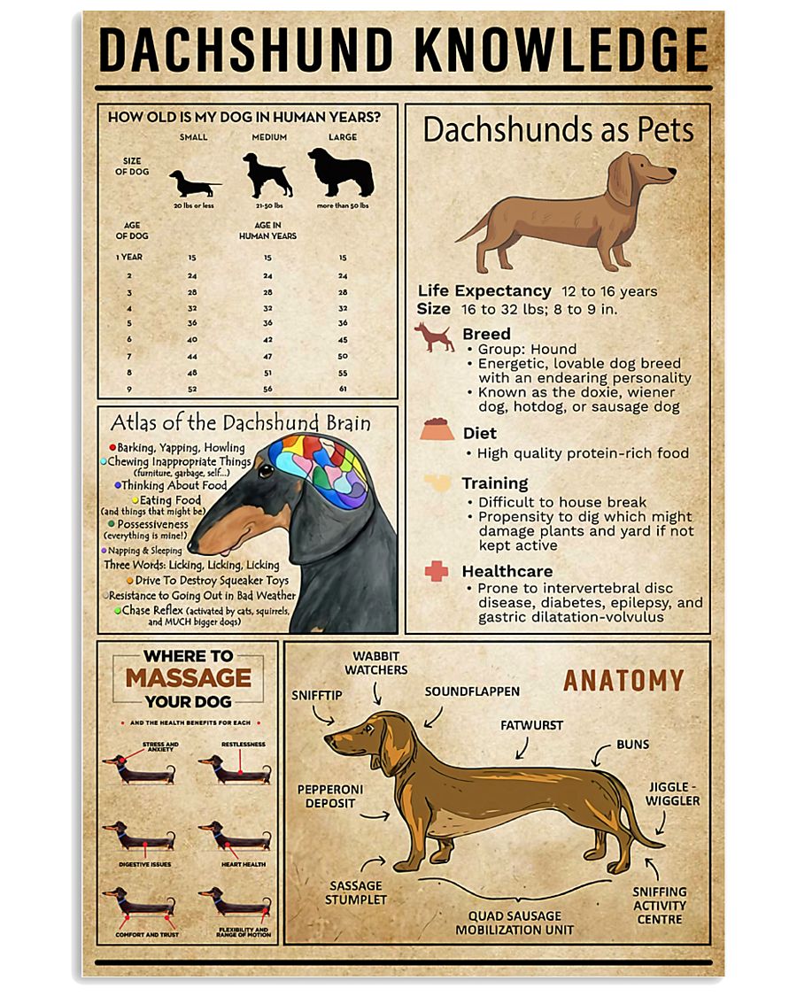 Dachsund Knowledge 11x17 Poster