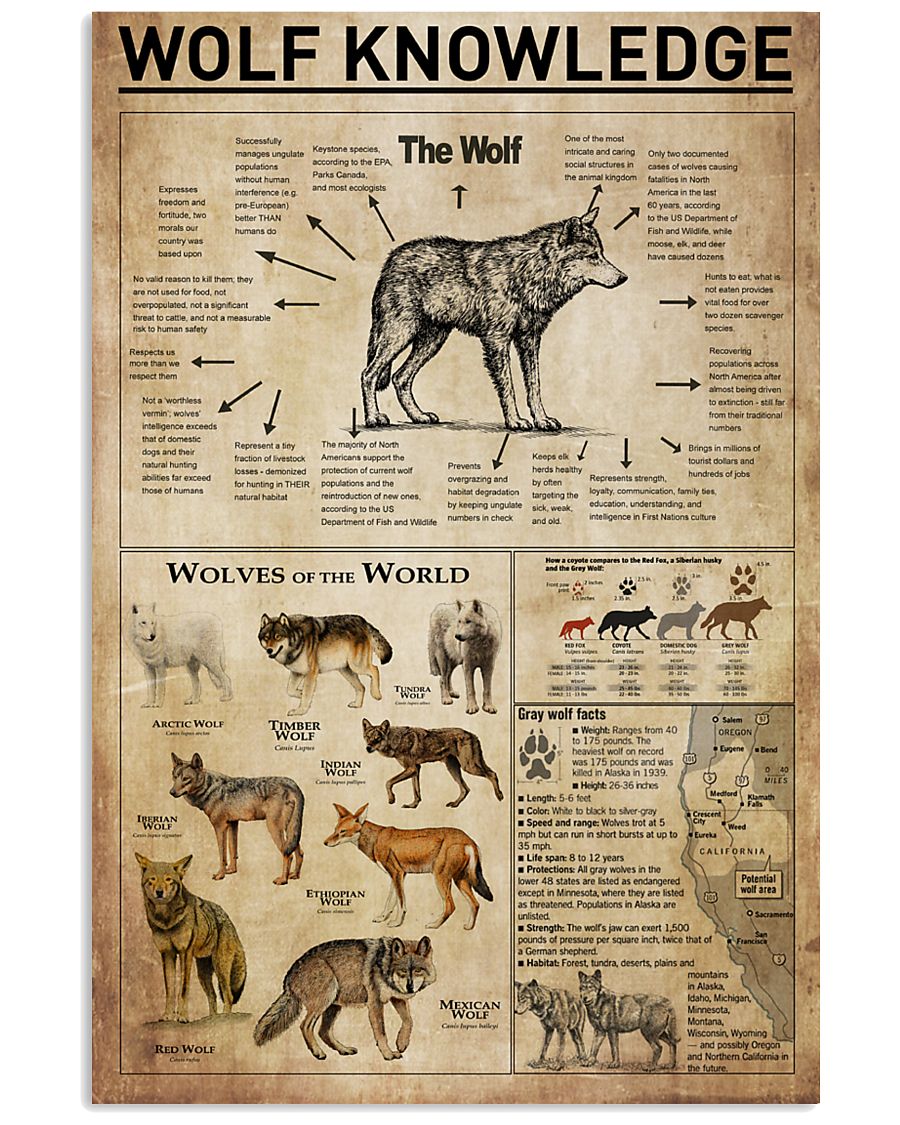 Wolf Knowledge 11x17 Poster