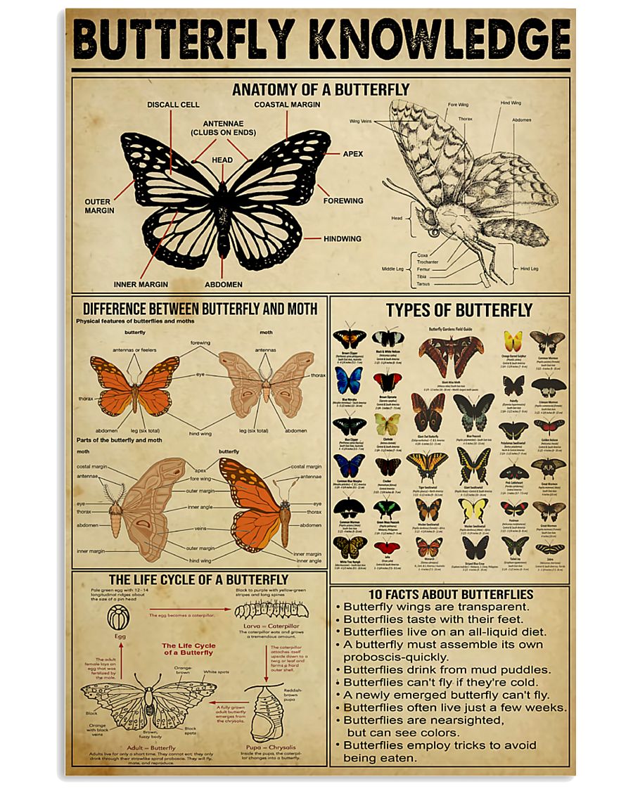 Butterfly Knowledge 11x17 Poster