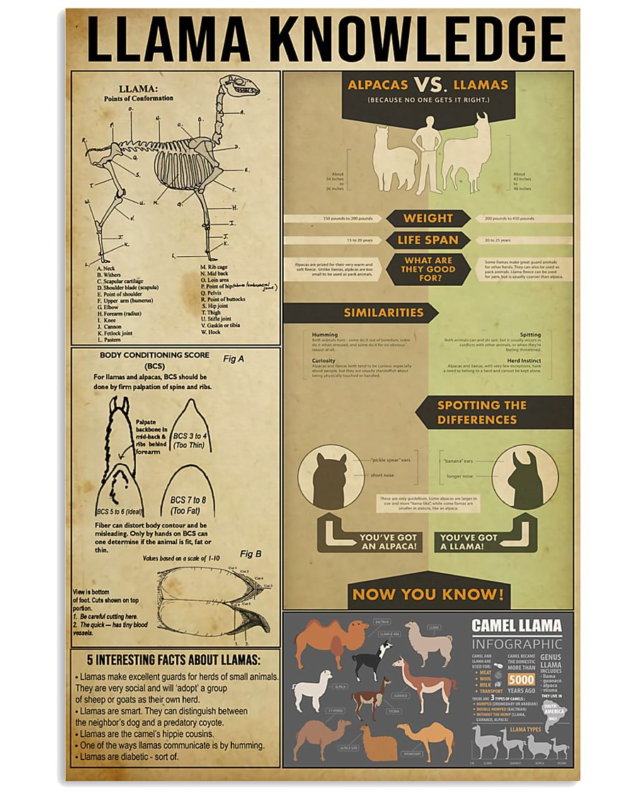 Llama Knowledge 11x17 Poster