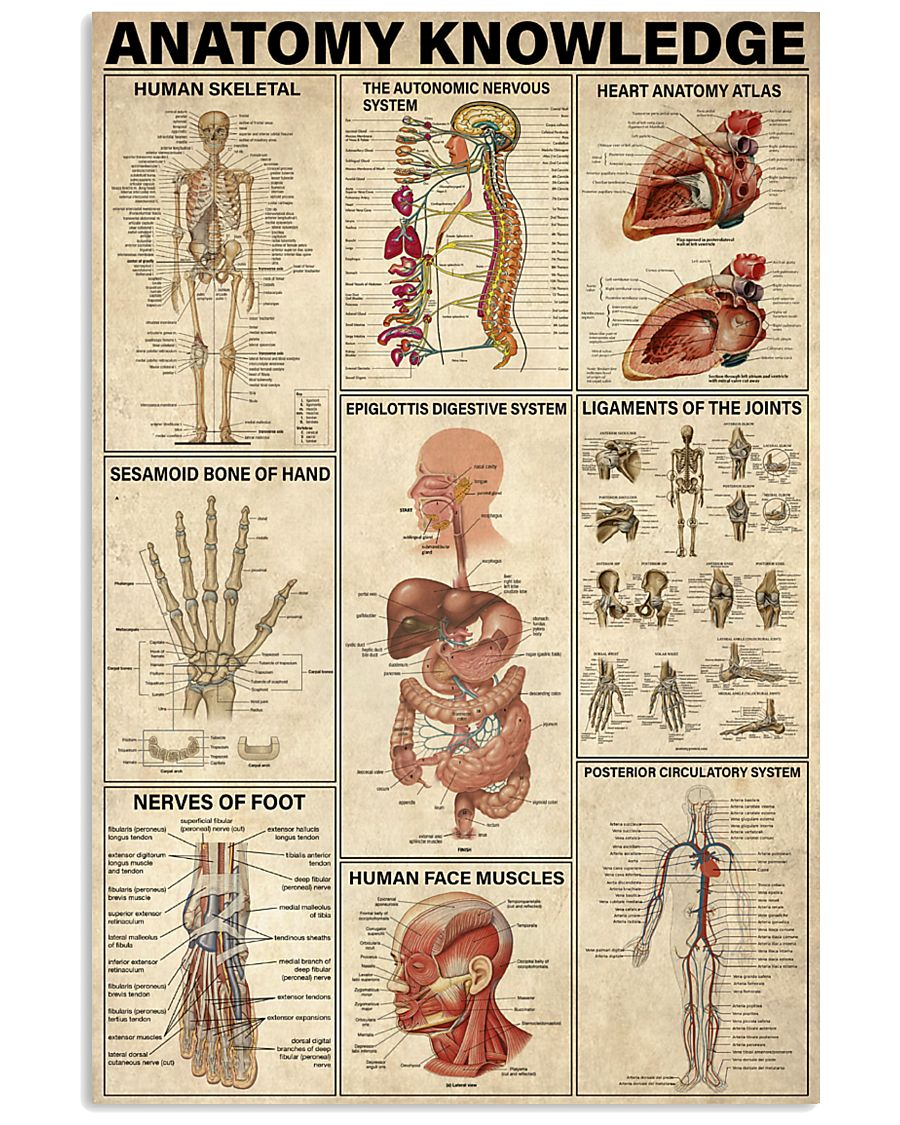 Anatomy Knowledge 11x17 Poster