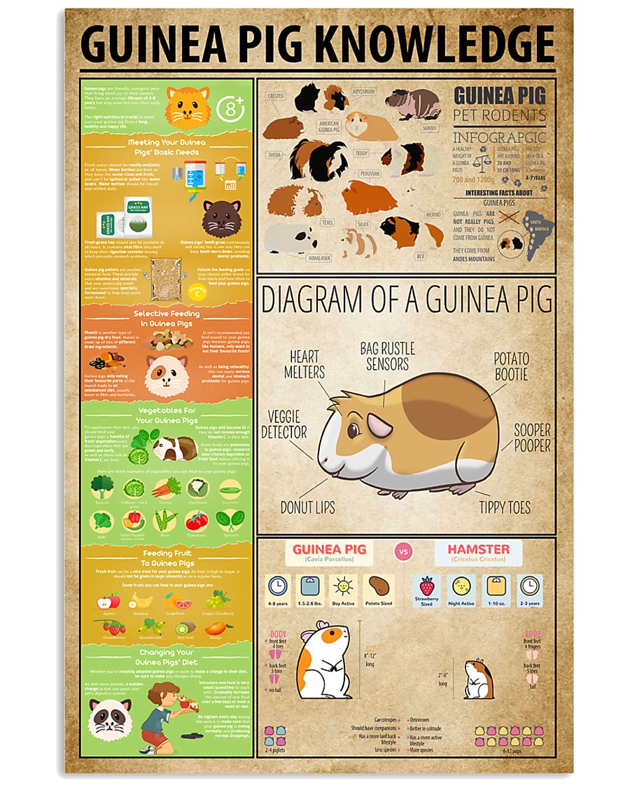 Guinea Pig Knowledge 11x17 Poster