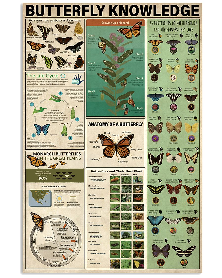 Butterflies Knowledge 11x17 Poster