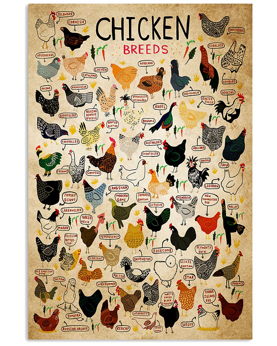Chicken Breeds 11x17 Poster