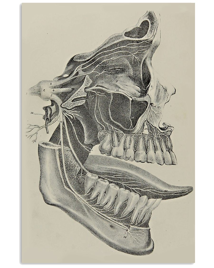 Dental Anatomy N-1 11x17 Poster