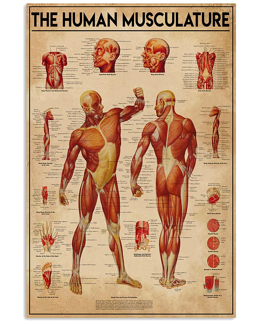 Massage therapist The Human Musculature 11x17 Poster