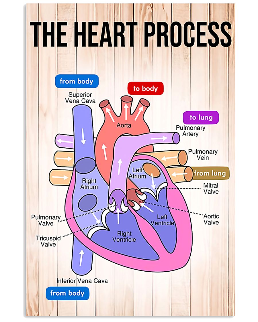 Paramedic The Heart Process 11x17 Poster