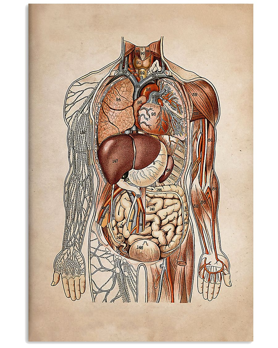 Surgeon Human Organs 11x17 Poster