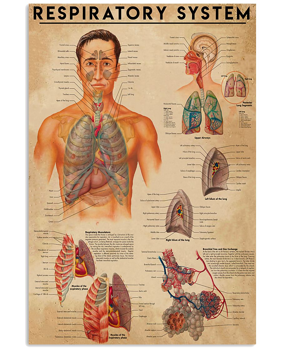 Respiratory Therapist Respiratory System 11x17 Poster