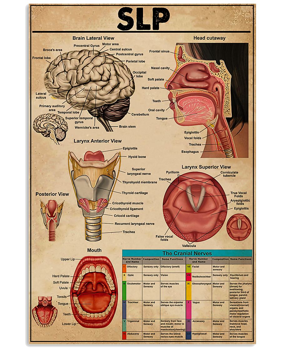 Speech Language Pathologist Knowledge 11x17 Poster