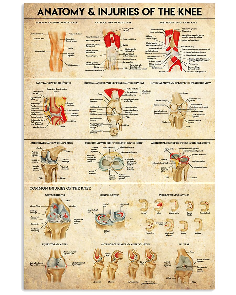 Physical Therapy Anatomy And Injuries Of The Knee 11x17 Poster
