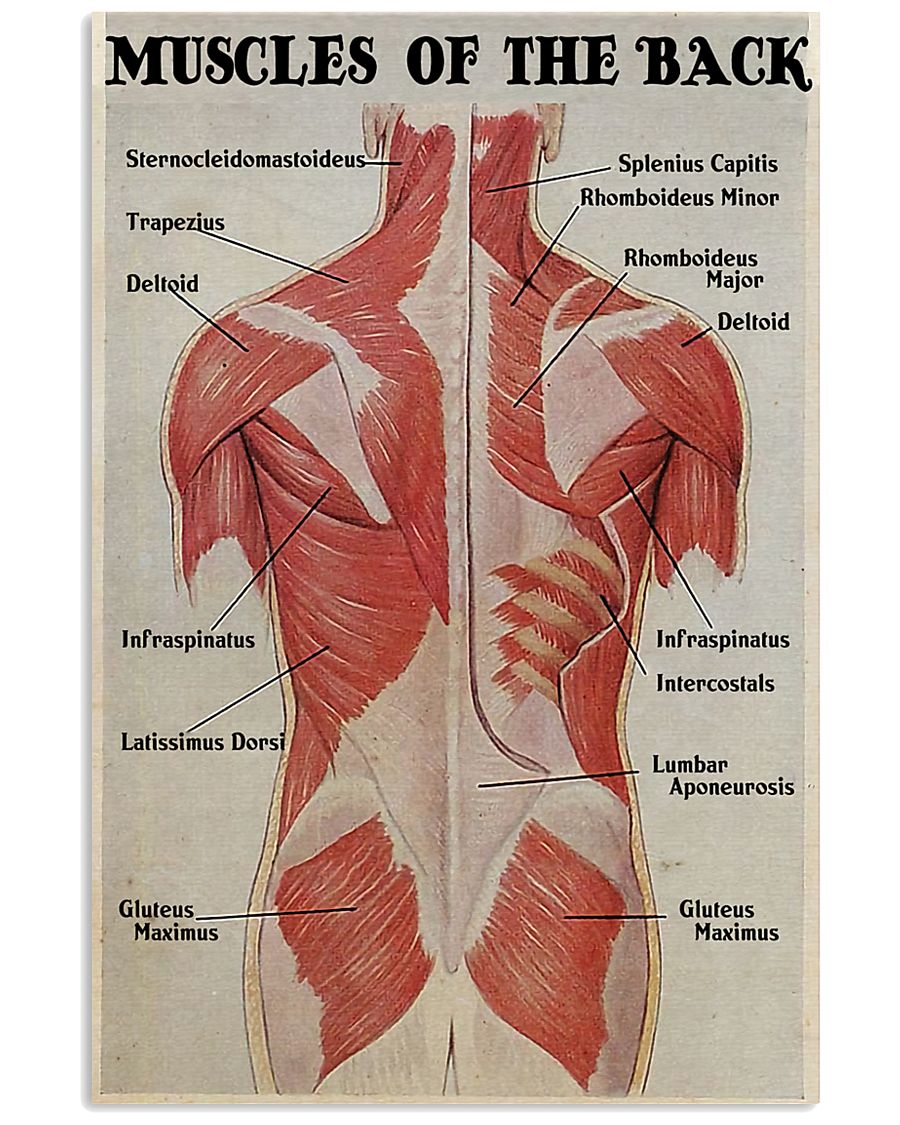 Massage Therapist Muscles Of The Back 11x17 Poster