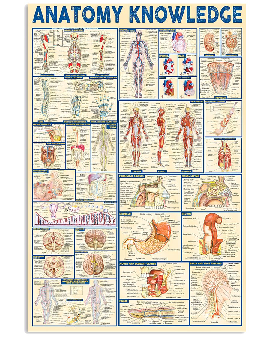 Paramedic Anatomy Knowledge 11x17 Poster