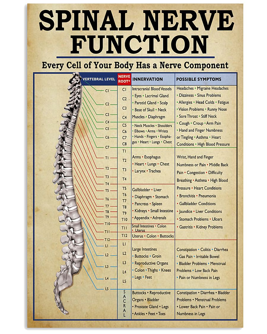 Physical Therapy Spinal Nerve Function 11x17 Poster