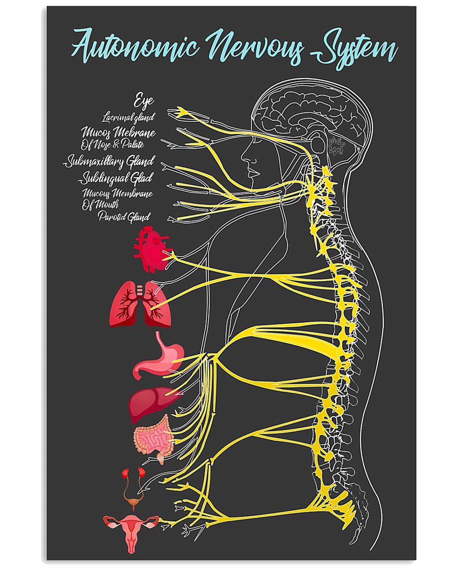 Massage Therapist Autonomic Nervous System 24x36 Poster