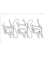 Speech Language Pathologist Speech Anatomy 17x11 Poster front