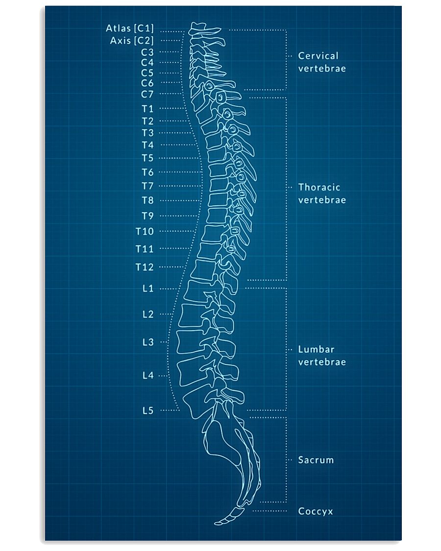 Chiropractor Human Spine 11x17 Poster