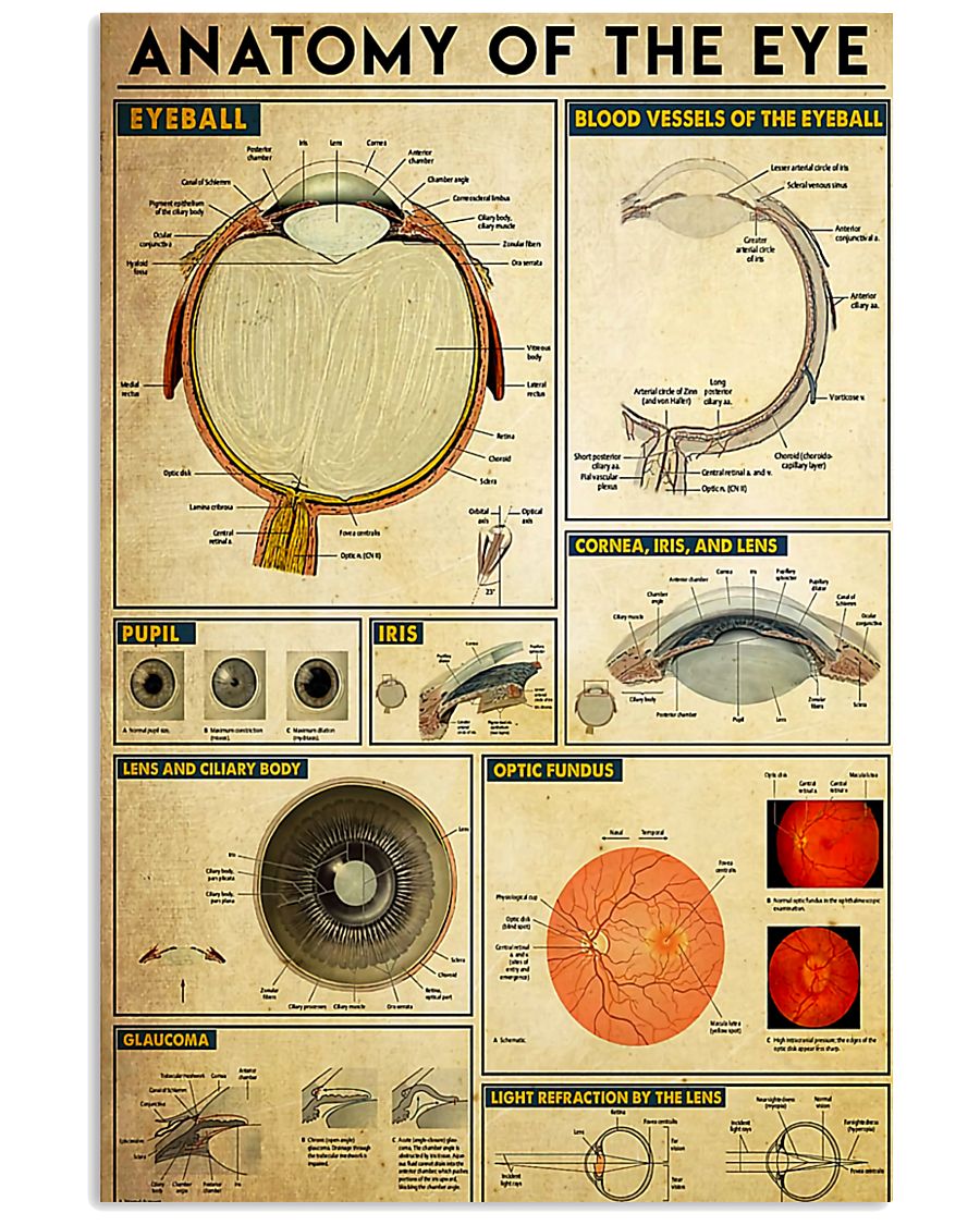 Optometrist Anatomy Of The Eye 11x17 Poster