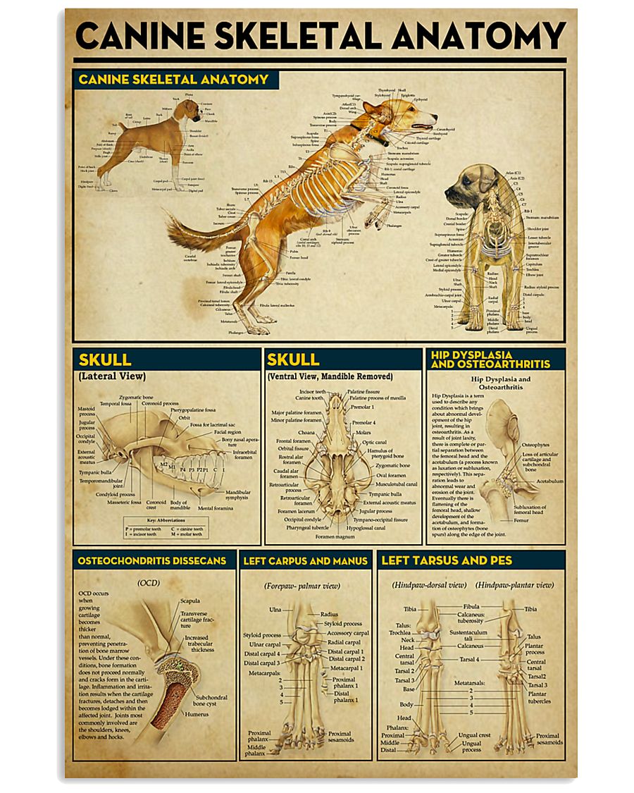 Veterinarian Canine Skeletal Anatomy Poster 11x17 Poster