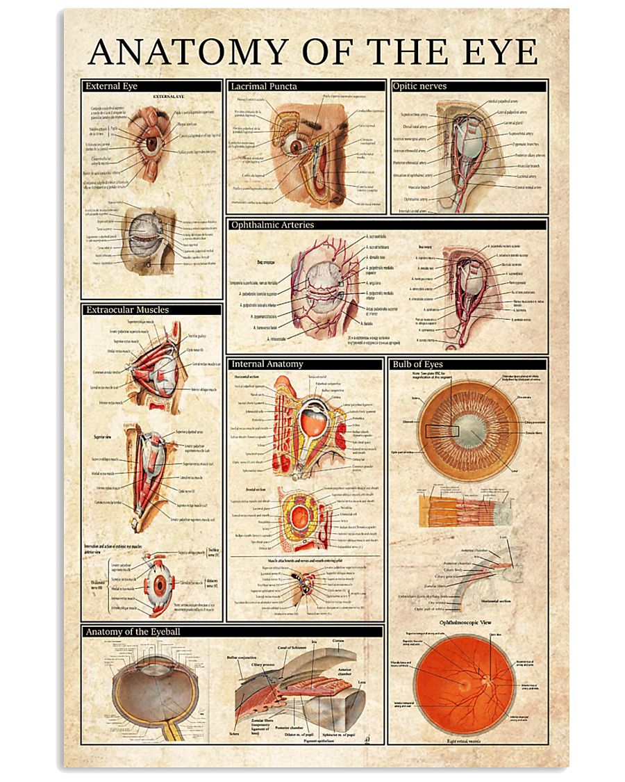 Optometrist Anatomy Of The Eye 11x17 Poster