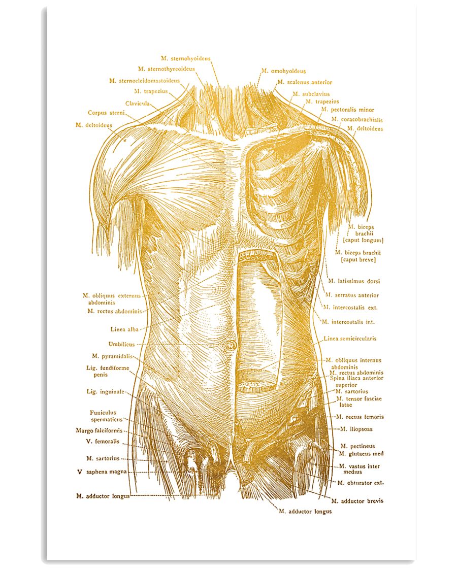 Massage Therapist Muscles Of The Trunk 11x17 Poster