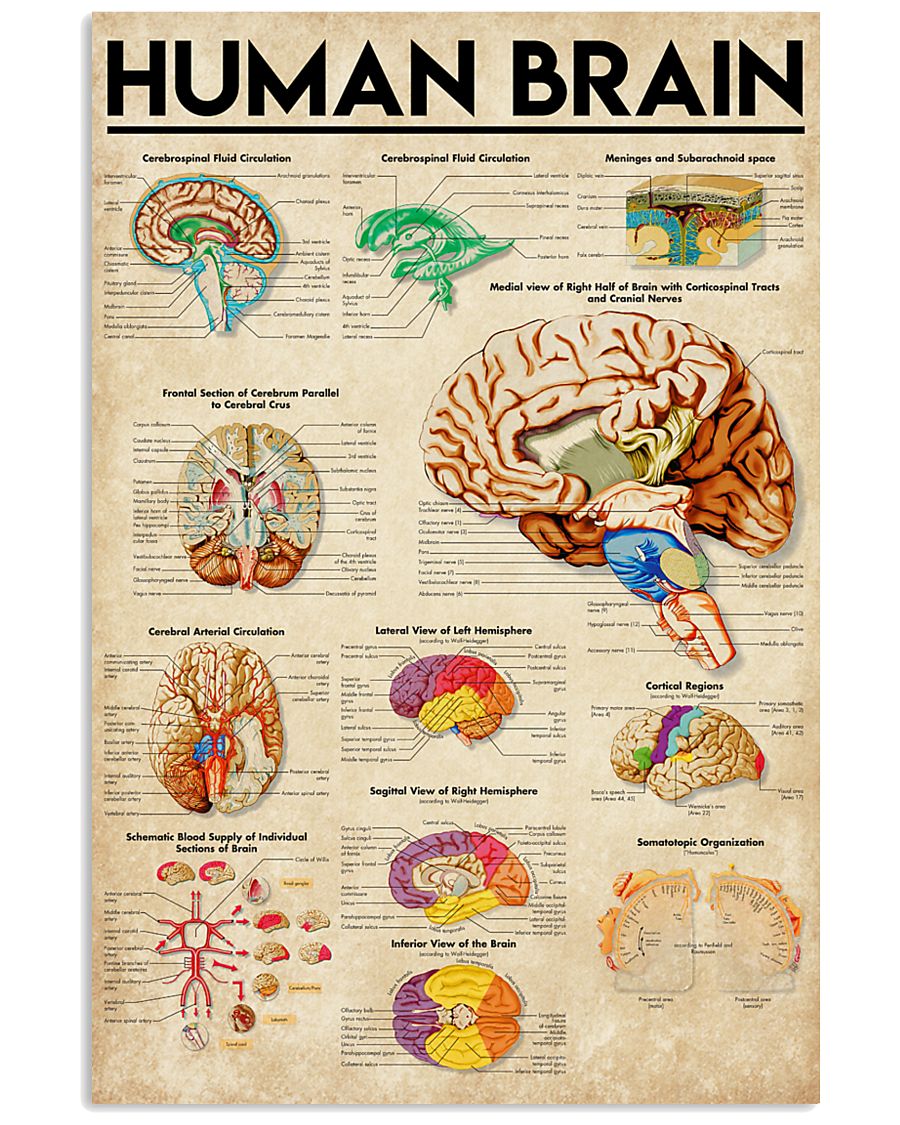 Paramedic Human Brain 11x17 Poster