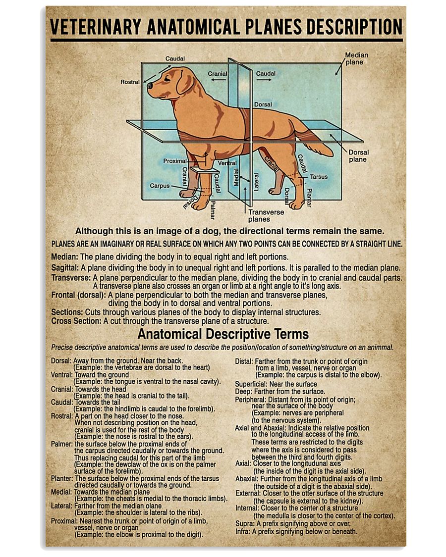 Veterinary Anatomical Planes Description 11x17 Poster