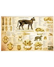 Veterinarian cat skeleton anatomy pt mttn-nth 24x16 Poster front