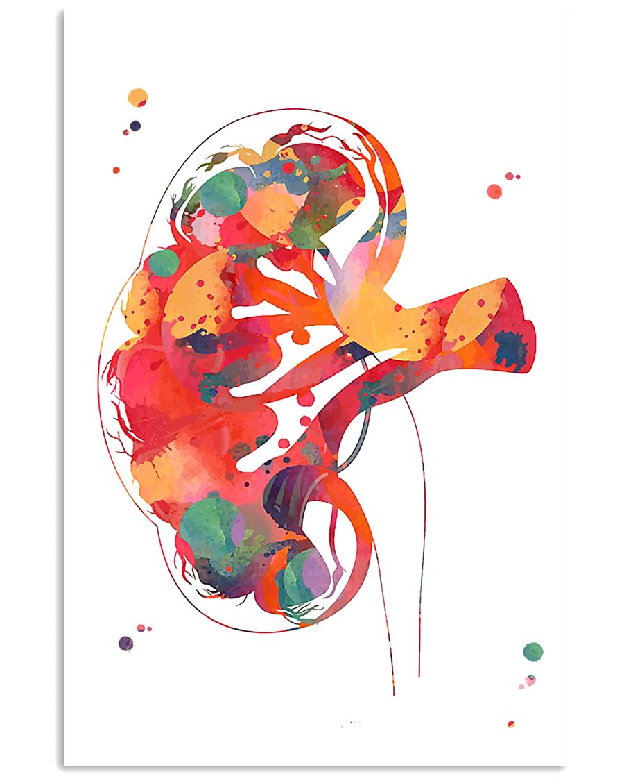 Kidney section 24x36 Poster