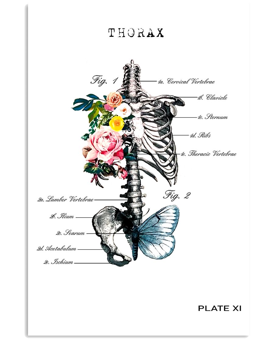 Anatomy 24x36 Poster