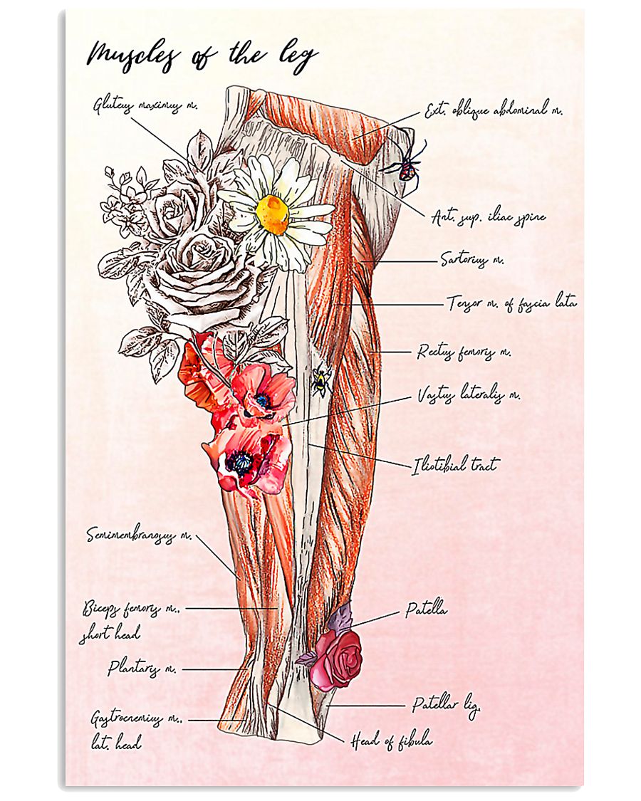 Anatomy 24x36 Poster