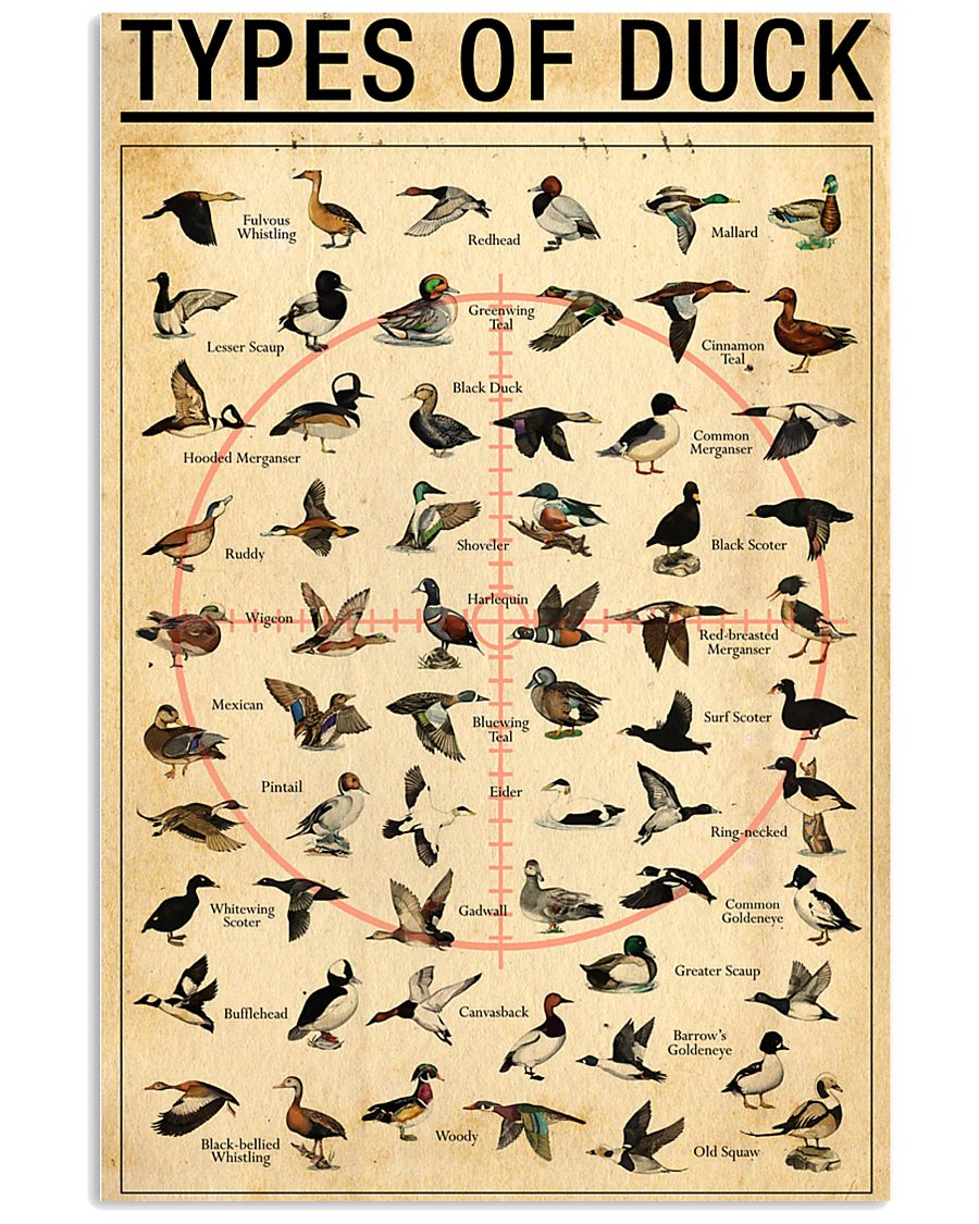 Duck Types Of Duck 11x17 Poster