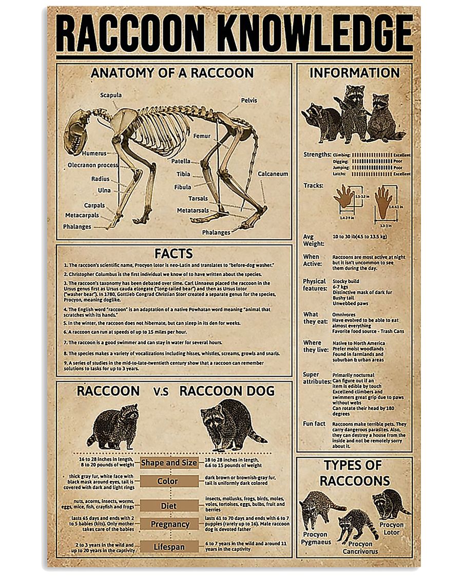 Raccoon Knowledge 11x17 Poster
