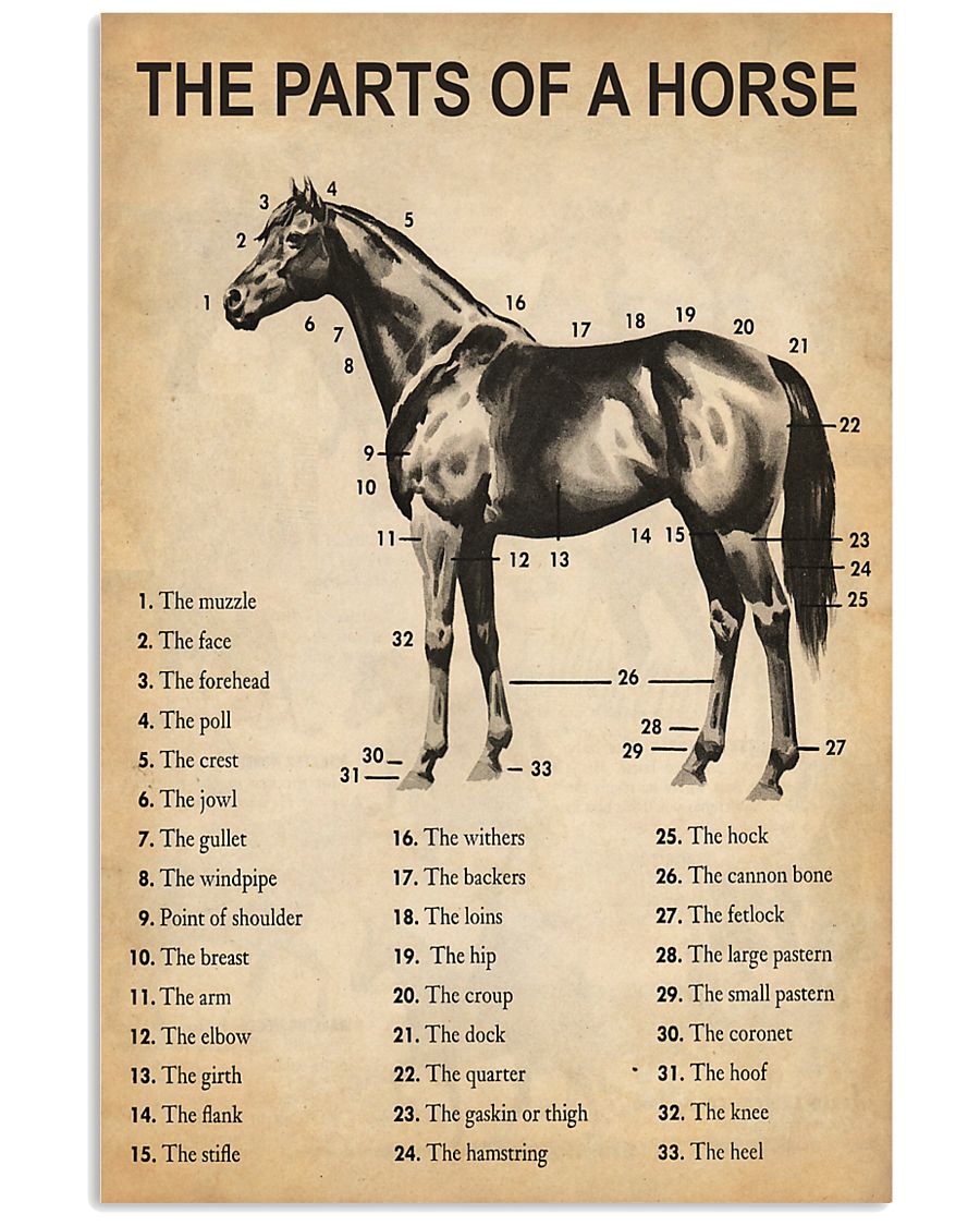 The Parts Of A Horse 11x17 Poster