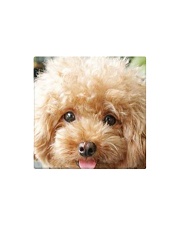 Big Face Poodle Square Magnet thumbnail