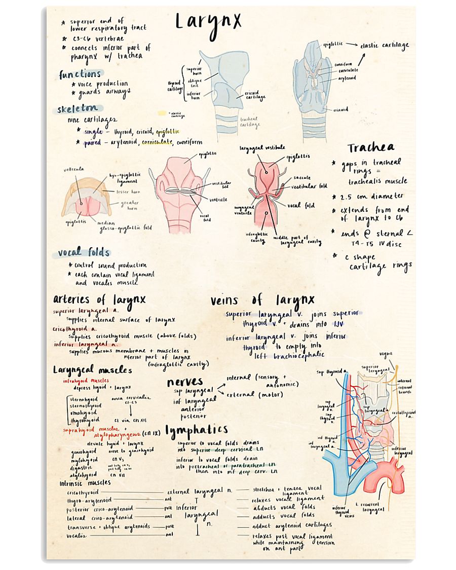 ENT larynx doodle 11x17 Poster